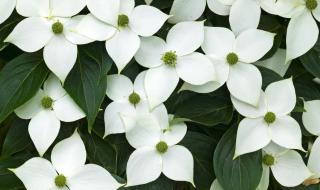 白色花的名字 白色的花有哪些